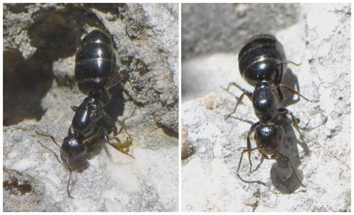 Réf. 260 904 : Camponotus lateralis